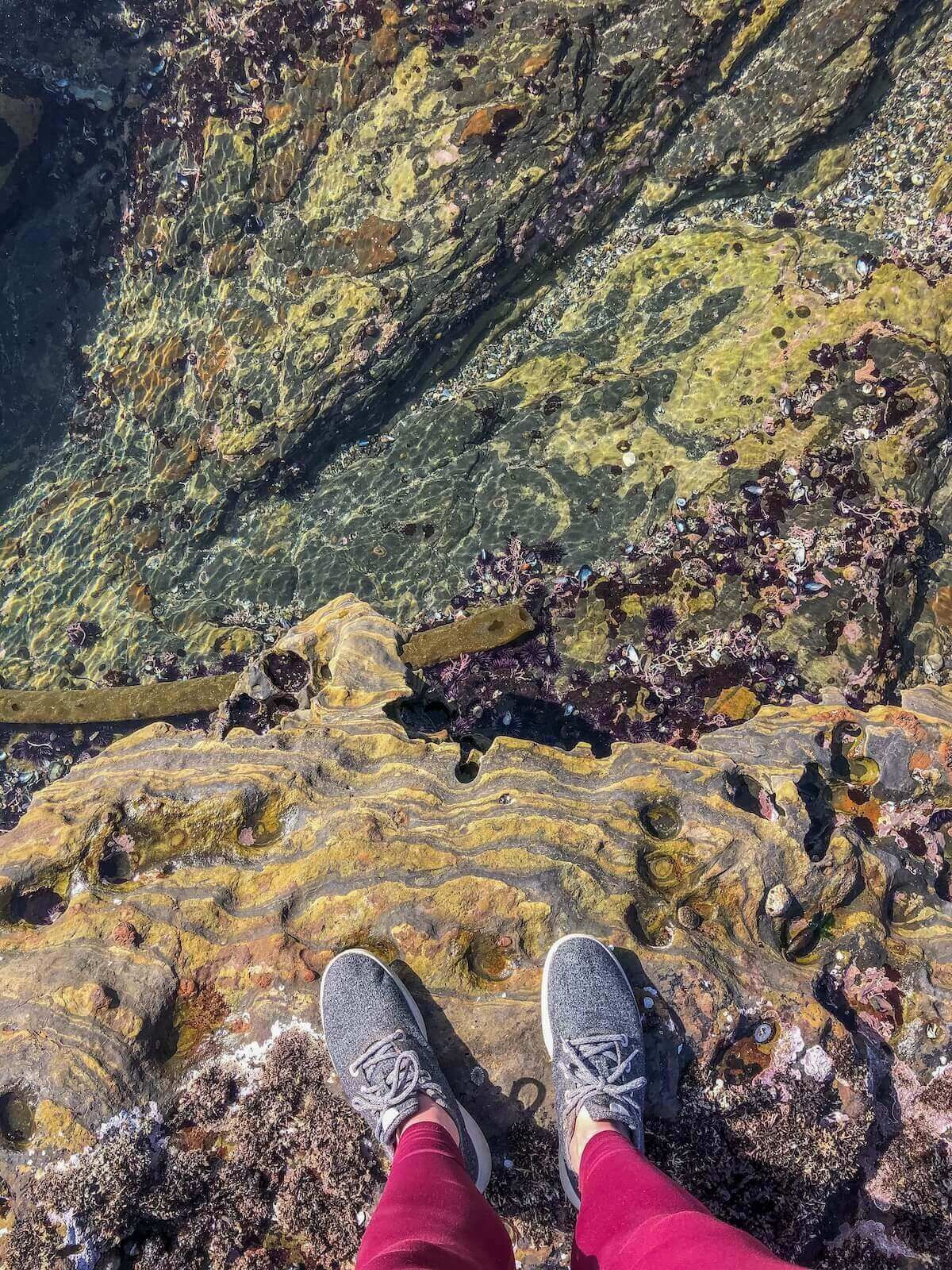 A view looking down at a pair of feet wearing grey sneakers and standing at the edge of a tidepool.