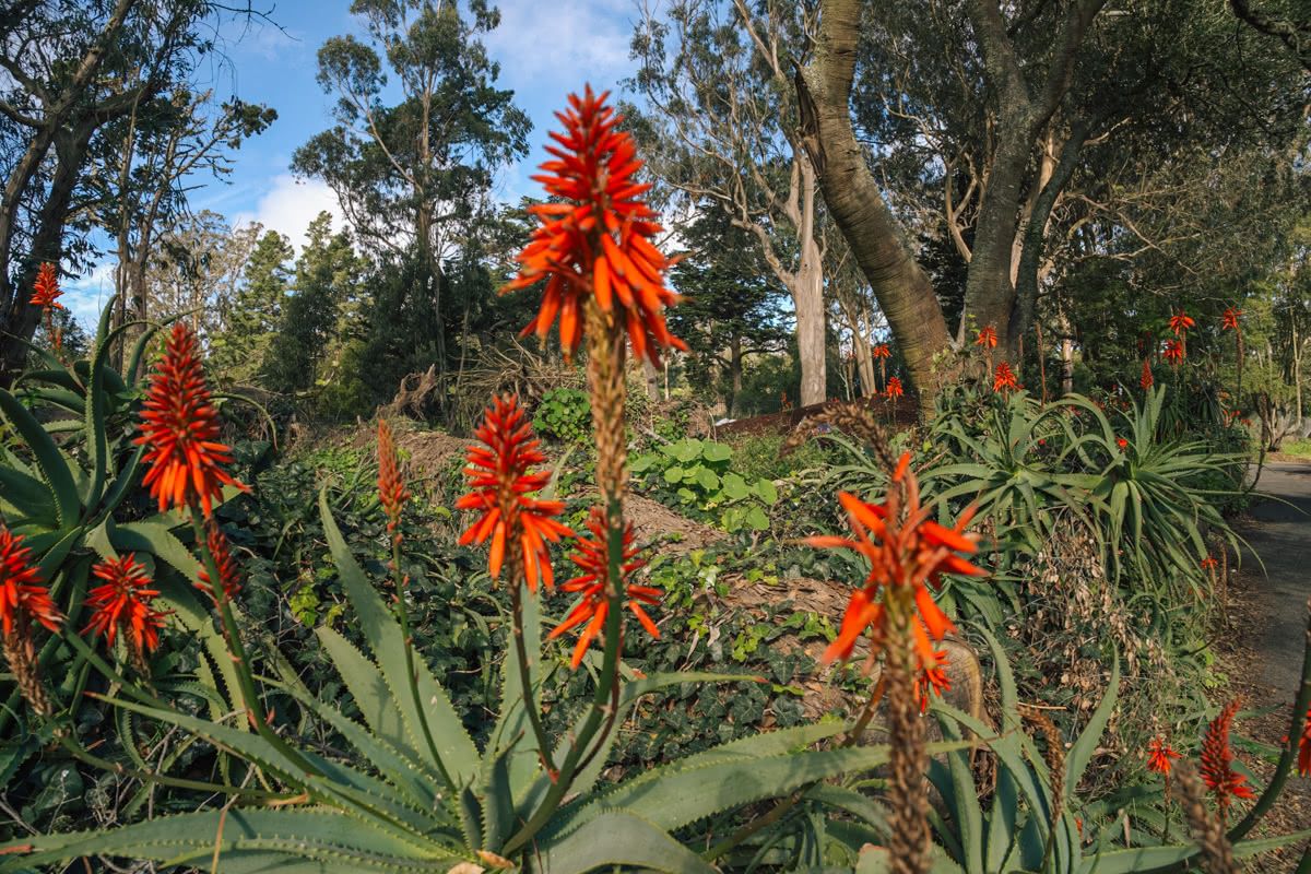 A close-up of dark orange flowers sprouting from aloe-like plants in a lush San Francisco park.